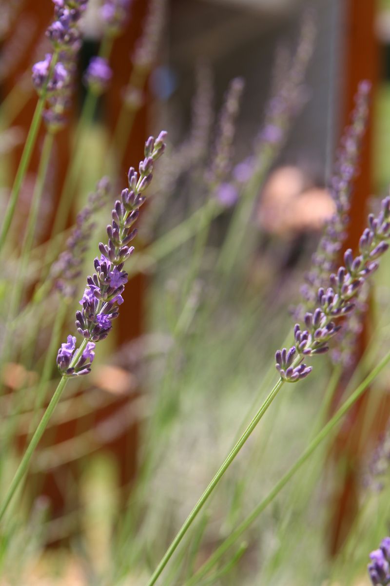 The Main Types of Lavender: A Complete Guide from Our Farm The Main Types of Lavender: A Complete Guide from Our Farm